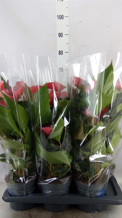 <h4>Anthurium andr. 'Karma Dark Red'</h4>