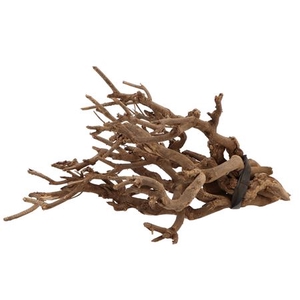 Nature Curry Bush Natural 40cm P/500 Gram