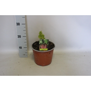 Rabarber 19cm