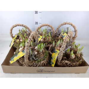 Arr.  Narcissus Tete Tete H%