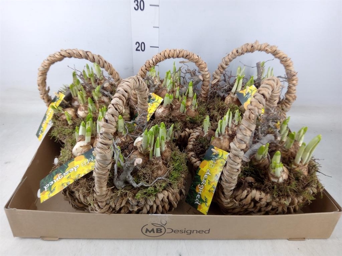 <h4>Arr.  Narcissus Tete Tete H%</h4>