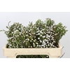 Kaaps Groen Spray Brunia
