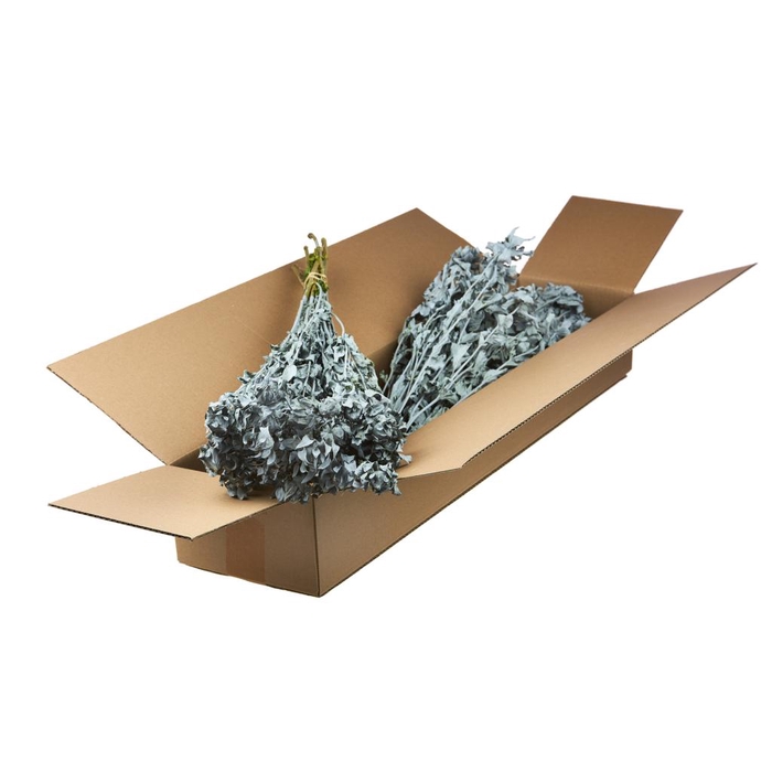 <h4>Bidens (carthamus) Sb Grey Misty</h4>