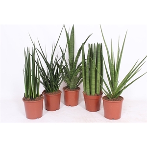 Sansevieria Luxe mix