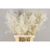 PF Ruscus Bleach
