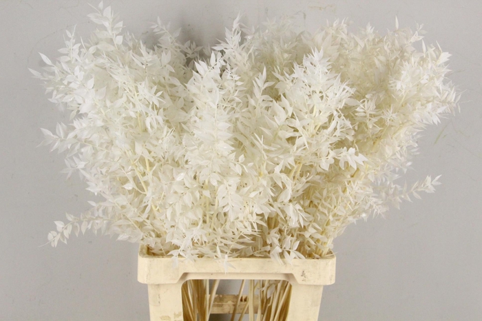 <h4>PF Ruscus Bleach Bs</h4>