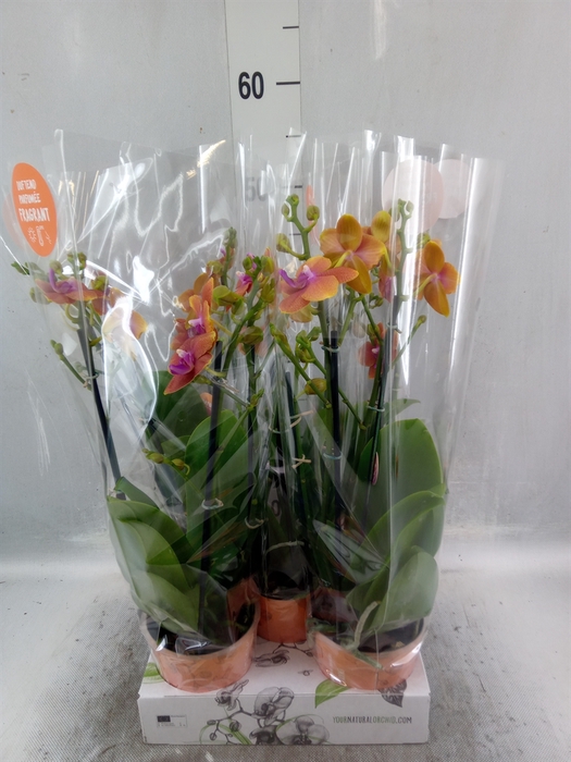 <h4>Phalaenopsis multi. 'Ant Bolgheri'</h4>