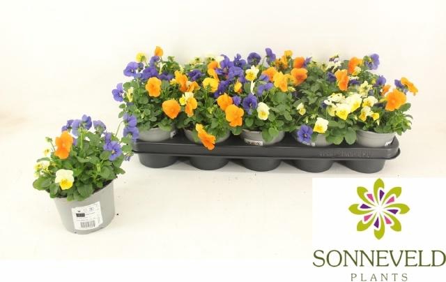 <h4>VIO CO SORBET GEM</h4>