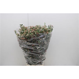 Cotoneaster Kort
