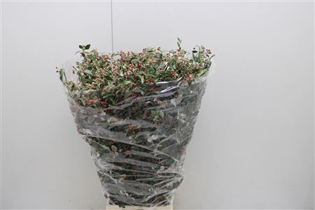 <h4>Cotoneaster Kort</h4>