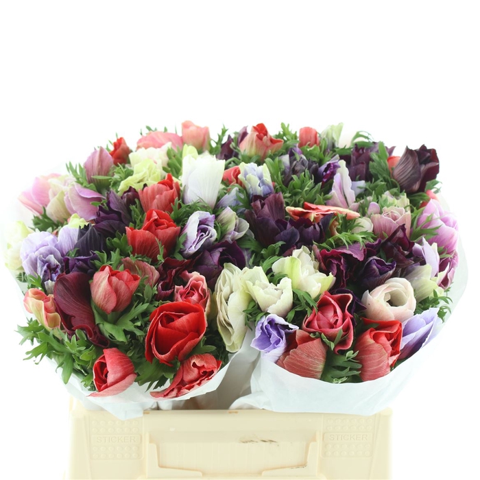 <h4>Anem Mistral Mix Extra 40cm</h4>