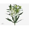 Alstr Florinca White