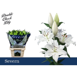 LI OR SEVERN