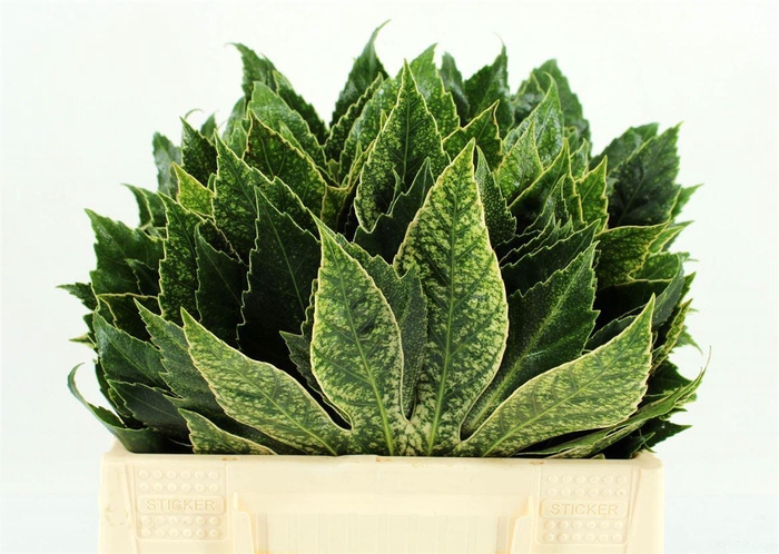 <h4>Aralia Spider Smal</h4>