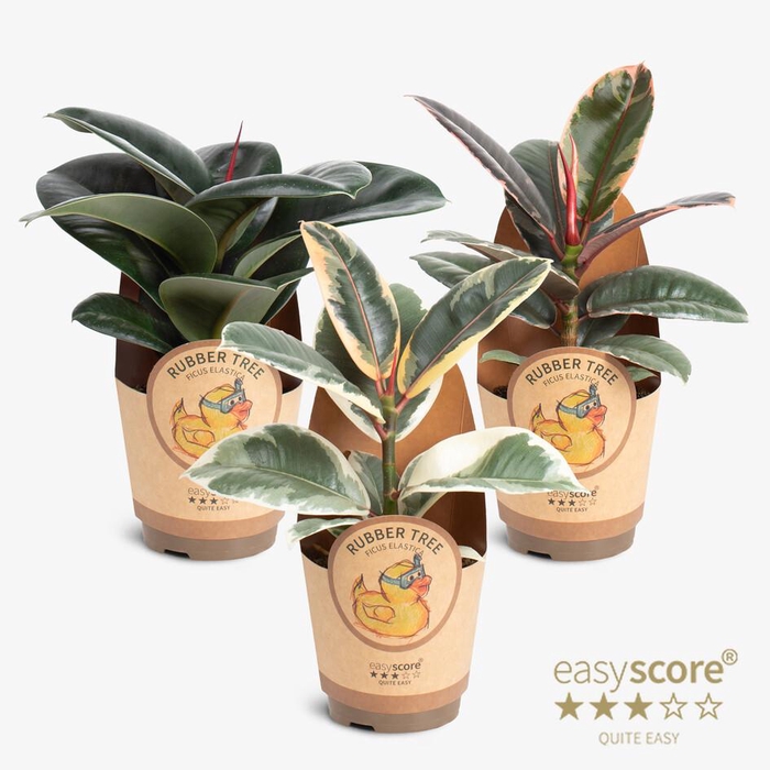 <h4>Ficus elastica Collection P11</h4>