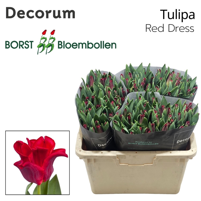 <h4>Tu Co Red Dress</h4>