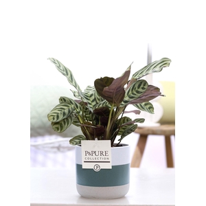 Ctenanthe Burle Marxii in P&PURE Lauren ceramics