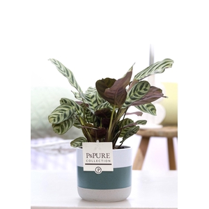 Ctenanthe Burle Marxii in P&PURE Lauren ceramics