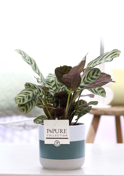 <h4>Ctenanthe Burle Marxii in P&PURE Lauren ceramics</h4>