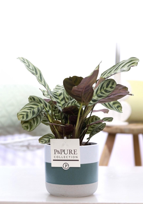 <h4>Ctenanthe Burle Marxii in P&PURE Lauren ceramics</h4>