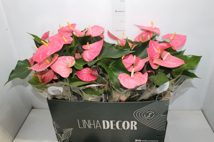 <h4>ANTHURIUM P15 ROSA</h4>