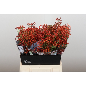 Rozenbottel Autumn Rosefruits
