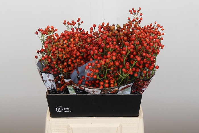 Rozenbottel Autumn Rosefruits