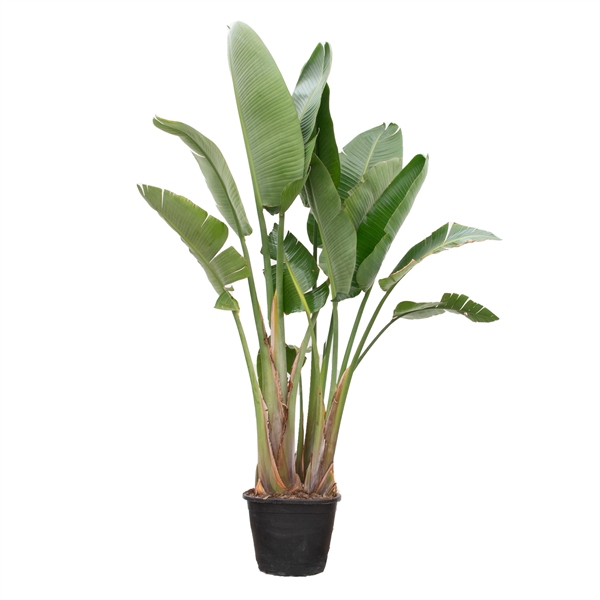 <h4>Strelitzia Nicolai - 250cm</h4>