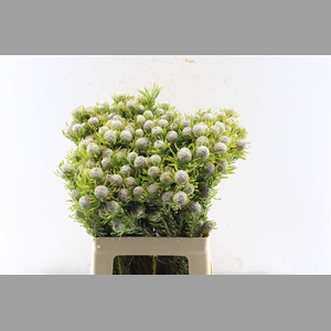 Leucad L Jade Pearl Spray