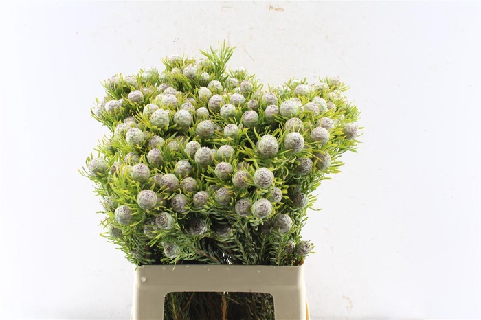 <h4>Leucad L Jade Pearl Spray</h4>