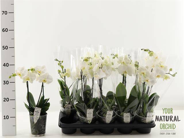 <h4>PHAL WHITE 2 TAK</h4>