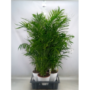 Chamaedorea cataractarum