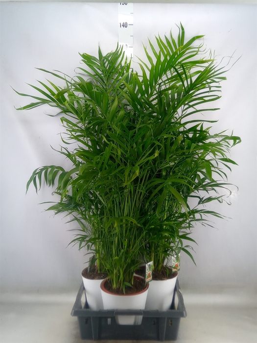 <h4>Chamaedorea cataractarum</h4>