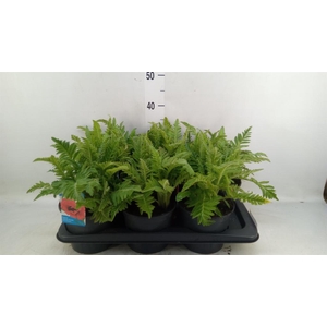 Papaver orientale 'Beauty of Liver'