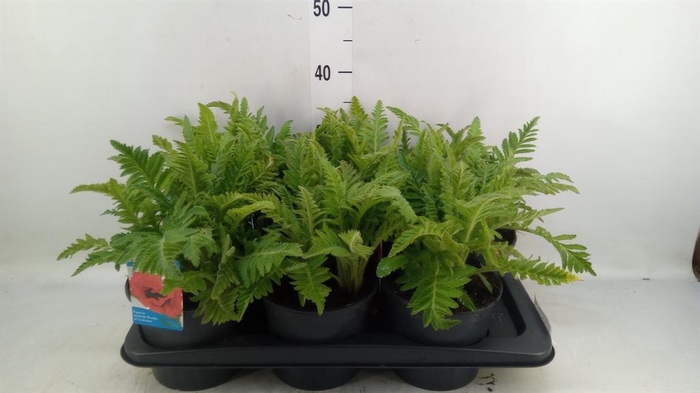 <h4>Papaver orientale 'Beauty of Liver'</h4>