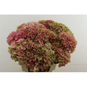 Hydr M Coral Pink 60-20