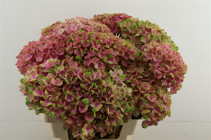 <h4>Hydr M Coral Pink 60-20</h4>