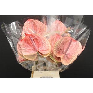Anthurium Tequila