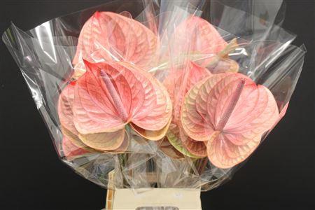 <h4>Anthurium Tequila</h4>