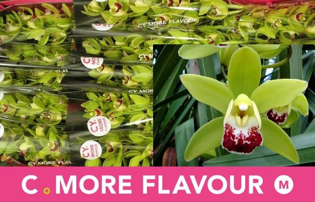 <h4>CYMB MI CORONADO</h4>