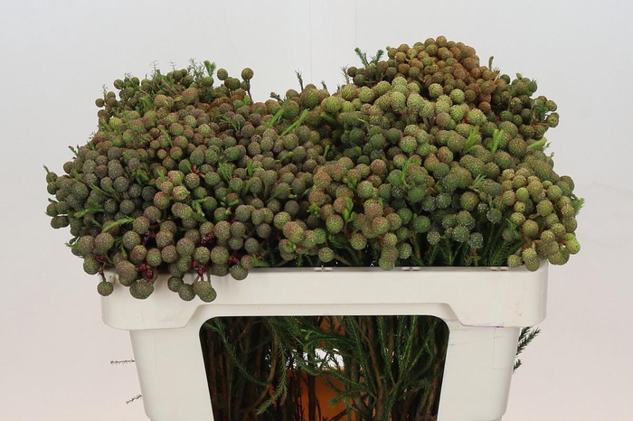 <h4>BERZ ABROTANOIDES</h4>