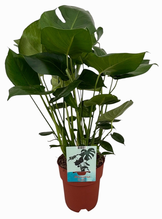 <h4>Monstera Deliciosa (Peat Free / Veenvrij)</h4>