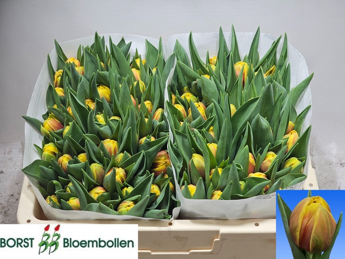 <h4>TU DU VUELTA</h4>