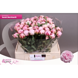 Paeonia Sarah Bernhardt | Heavy Quality