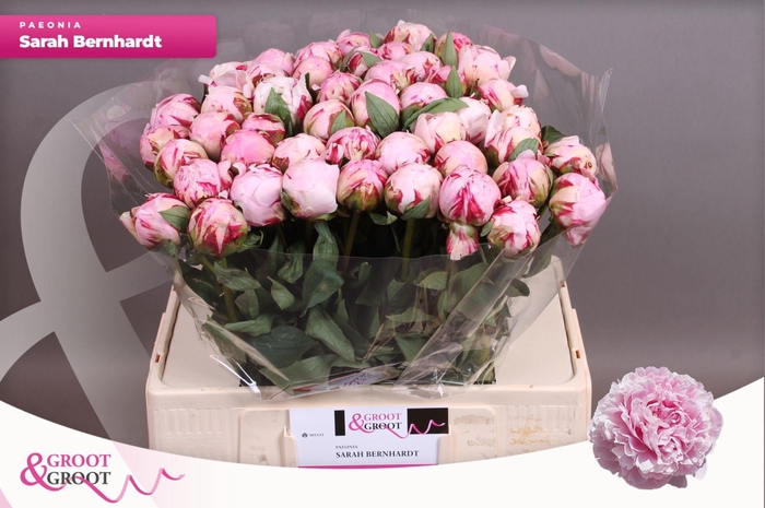 <h4>Paeonia Sarah Bernhardt | Heavy Quality</h4>