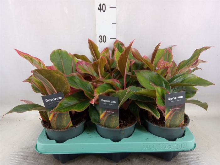 <h4>Aglaonema  'Crete'</h4>