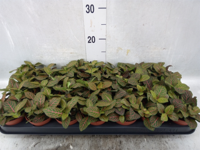 <h4>Fittonia verschaf. 'Joly Josan'</h4>