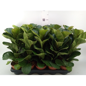 Ficus lyrata 'Bambino'