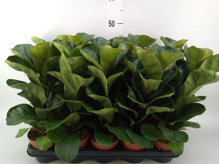 <h4>Ficus lyrata 'Bambino'</h4>