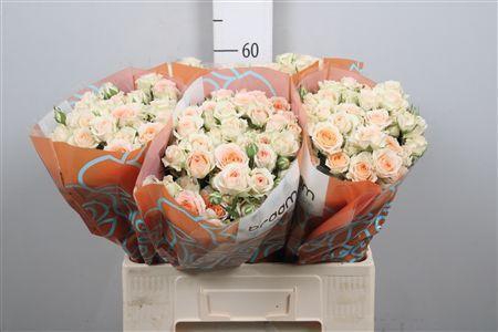 <h4>Rosa TR 'Rosanella' BRAAM</h4>